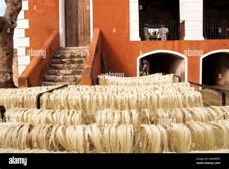  ¡Henequén: La fibra mágica que se esconde en la planta del agave!