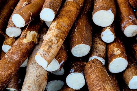  ¡Yucca: Un Tesoro Tropical Para La Industria de Alimentos y Cosméticos!