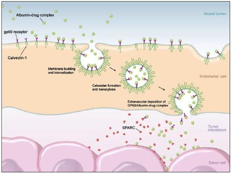  Dextran: Un Biopolímero Versatile para la Ingeniería de Tejidos y Terapia Génica!